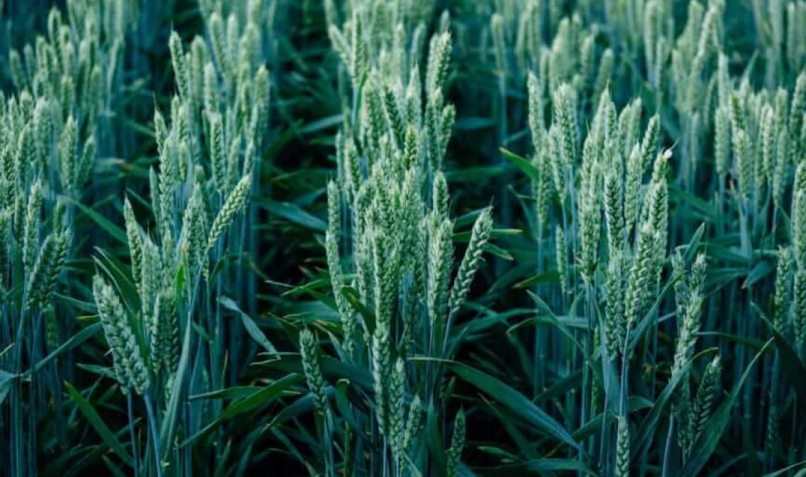Апостел пшениця