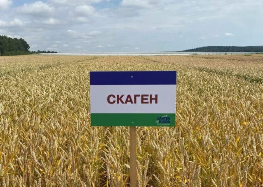 Скаген