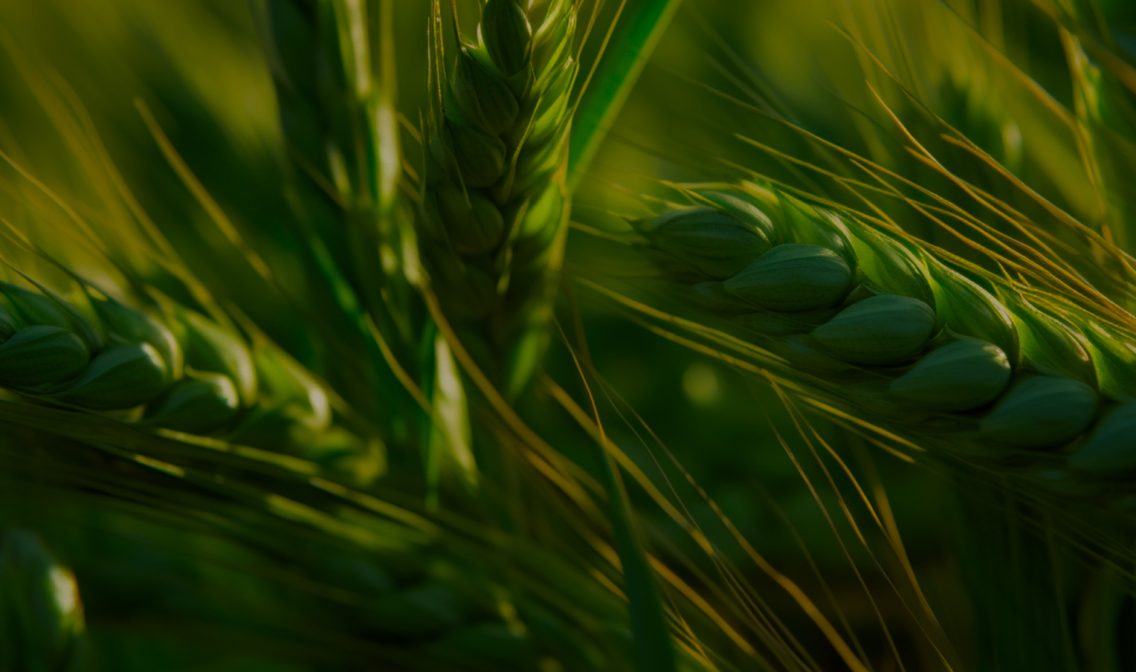 soya-bean-soybean-field-ripening-at-spring-season-agricultural-landscape 1